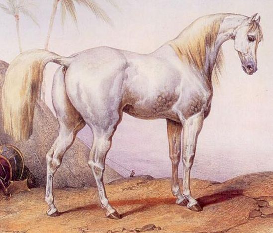 Educational program for National and ECAHO National Judges